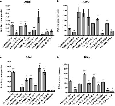 Phenotypic and Genotypic Characterization of Acinetobacter spp. Panel Strains: A Cornerstone to Facilitate Antimicrobial Development